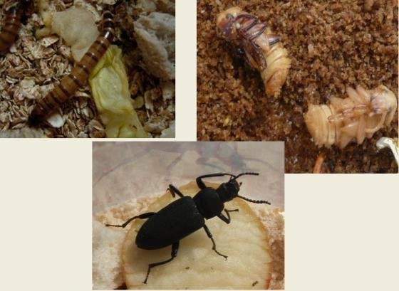 [potemník brazilský vývoj - Potemník brazilský vývoj: larva, kukly (tmavší krátce před svlekem v dospělce) a dospělý brouk.]