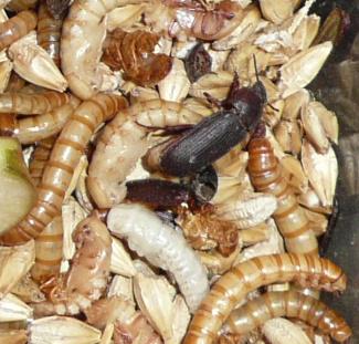 [potemník moučný - Potemník moučný: larvy, kukly (bílá čerstvě svlečená, vedle ní svlečka), v průběhu přeměny světle hnědá a hnědnoucí
          v místě očí a končetin (krátce před svlekem v dospělce). Černý dospělý brouk.]