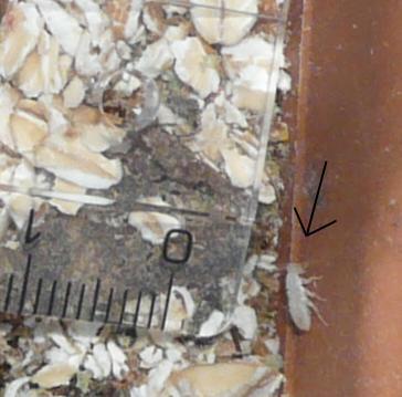 [čerstvě vylíhlý šváb šedý - Čerstvě vylíhlý šváb šedý je zcela bílý a velký jen asi 0,5 cm. Dospělci jsou cca 6x větší.]